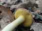 Molyhos tinóru (Xerocomus subtomentosus), Budai-hegység